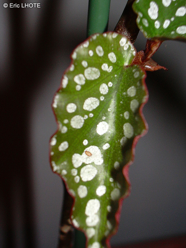 Begoniaceae - Begonia maculata - Bégonia