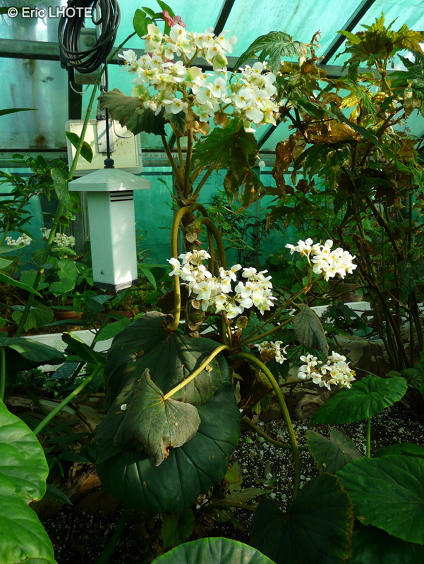 Begoniaceae - Begonia sericoneura var. lindleyana - Bégonia