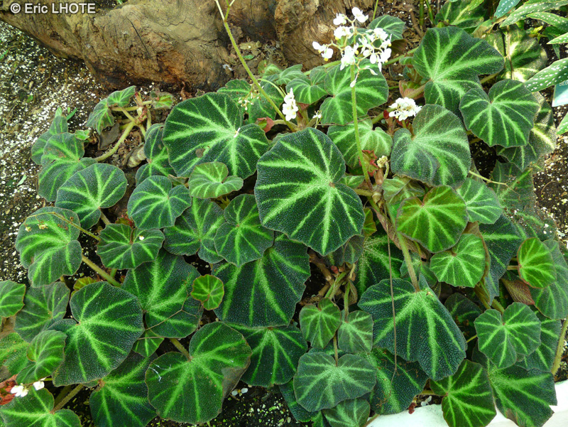 Begoniaceae - Begonia soli-mutata - Bégonia