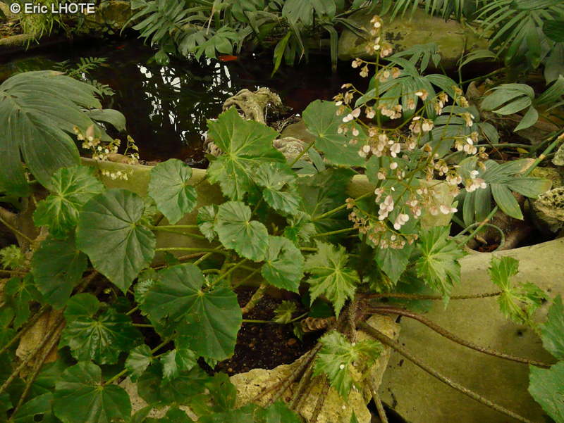 Begoniaceae - Begonia sp. - Bégonia