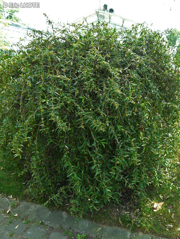 Berberidaceae - Berberis aggregata - Berbéris