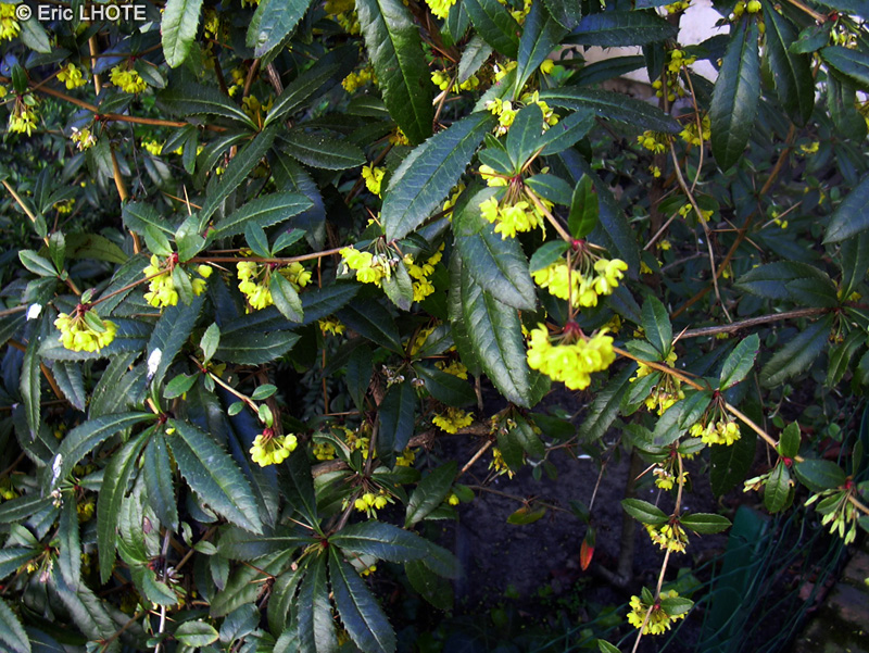 Berberidaceae - Mahonia aquifolium - Mahonia à feuilles de houx