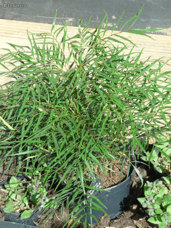 Berberidaceae - Mahonia eurybracteata Soft Caress, Mahonia Confusa - Mahonia