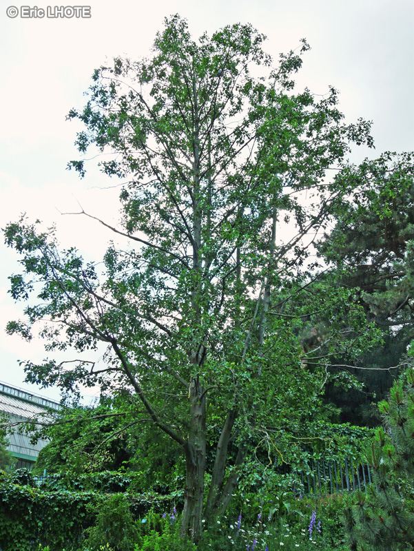 Betulaceae - Alnus incana - Aulne blanc