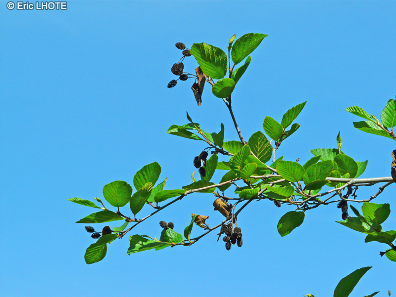  - Alnus viridis ssp. crispa Turrill var. mollis - 