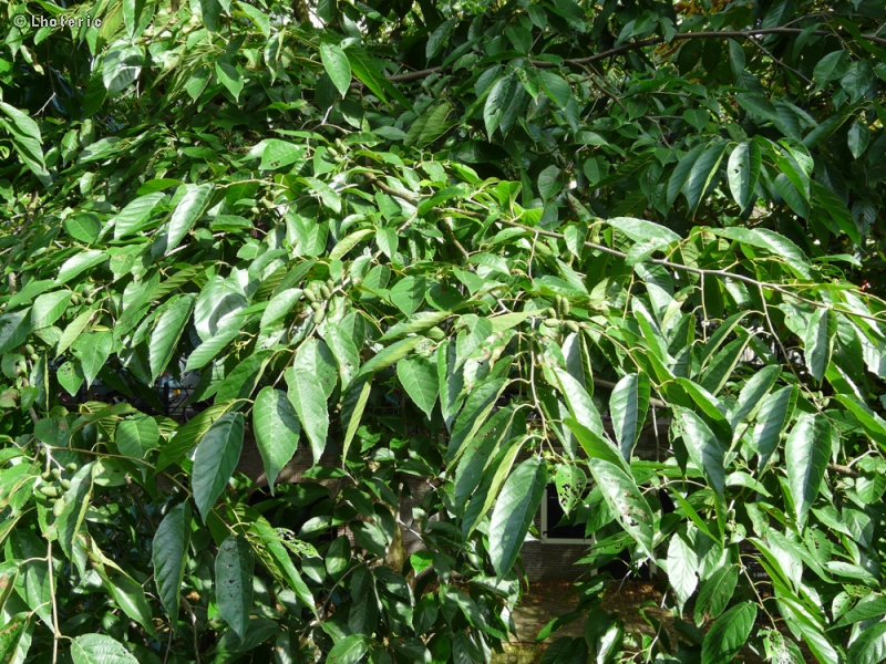Betulaceae - Alnus spaethii - Aulne de Spaeth