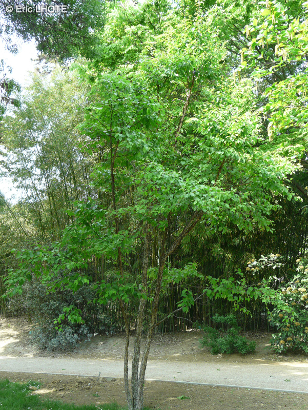 Betulaceae - Betula davurica - Bouleau