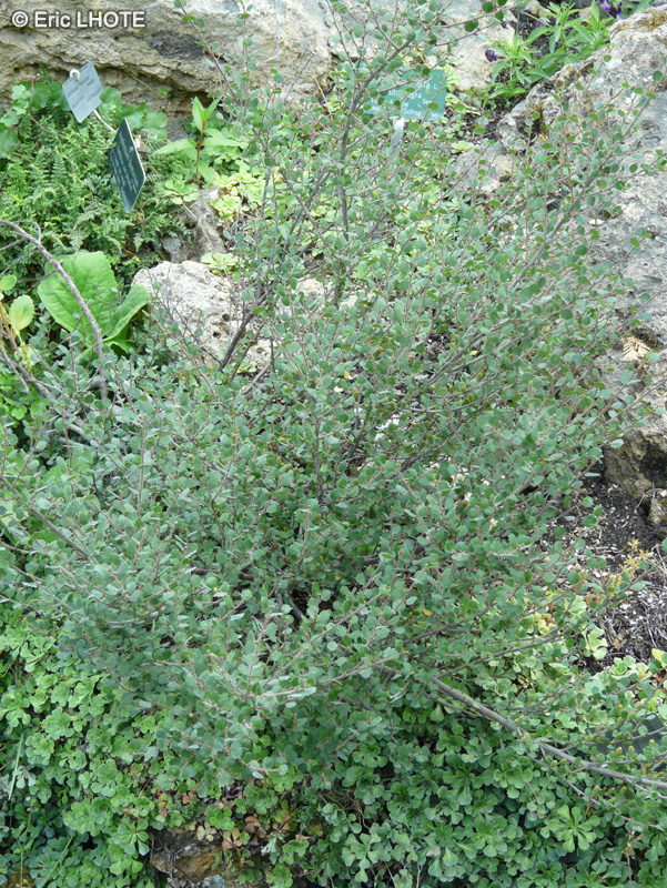 Betulaceae - Betula nana - Bouleau nain