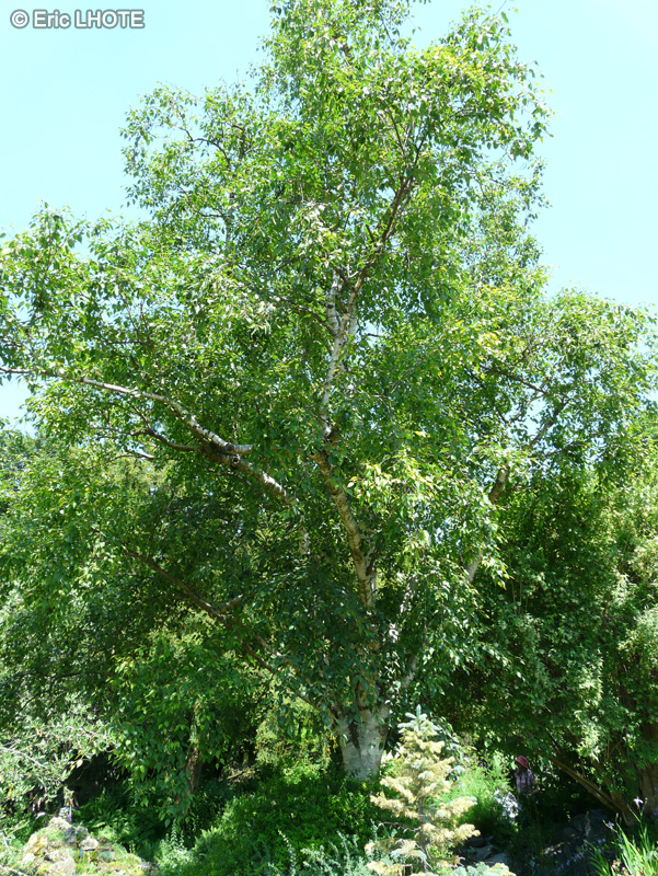 Betulaceae - Betula utilis ssp. jacquemontii - Bouleau de l’Himalaya