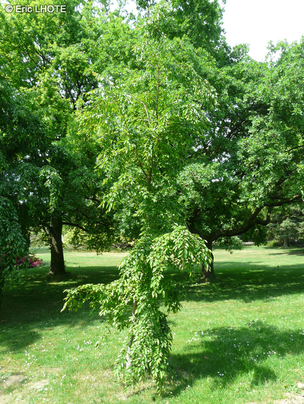 Betulaceae - Carpinus Turczaninowii - Charme