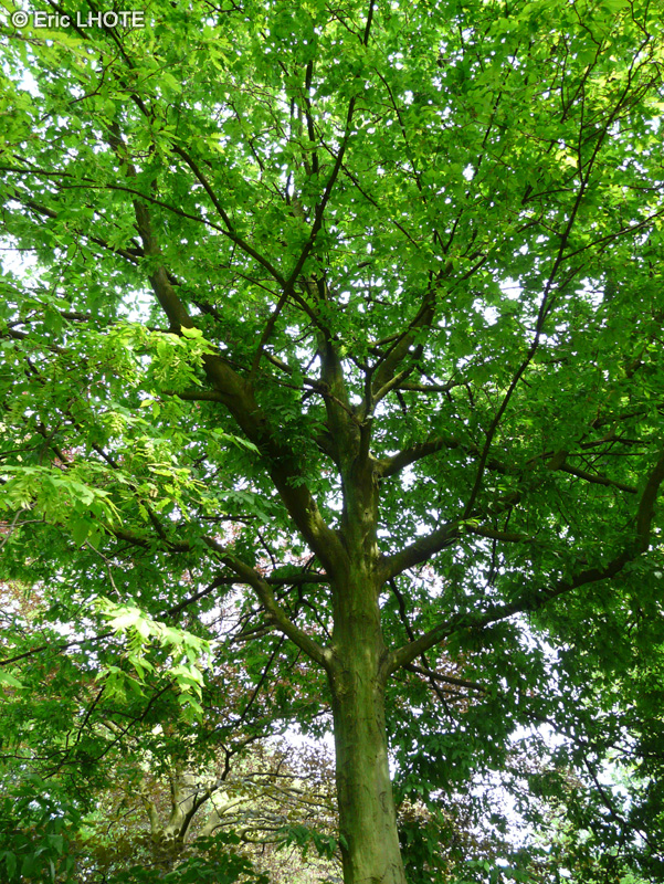 Betulaceae - Carpinus betulus Quercifolia - Charme à feuilles de chêne
