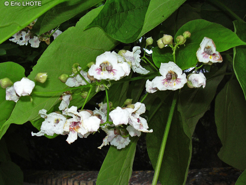 Bignoniaceae - Catalpa bignonioides - Catalpa commun, Catalpa de Caroline