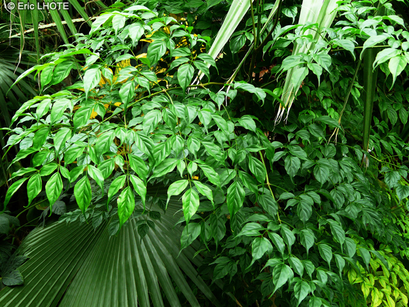 Bignoniaceae - Radermachera sinica - Radermacher de Chine, Arbre serpent, Arbre émeraude
