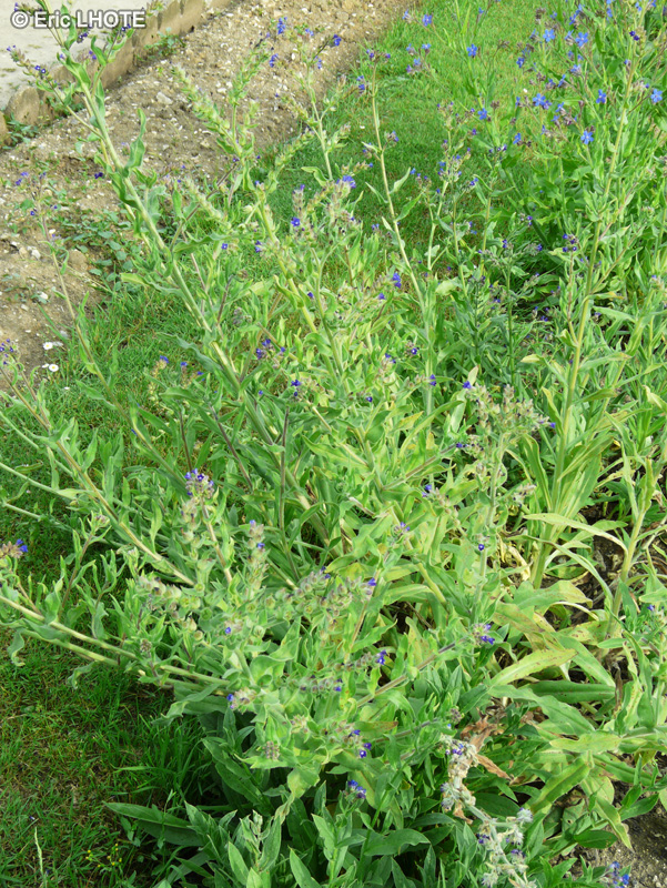 Boraginaceae - Anchusa officinalis - Buglosse officinale
