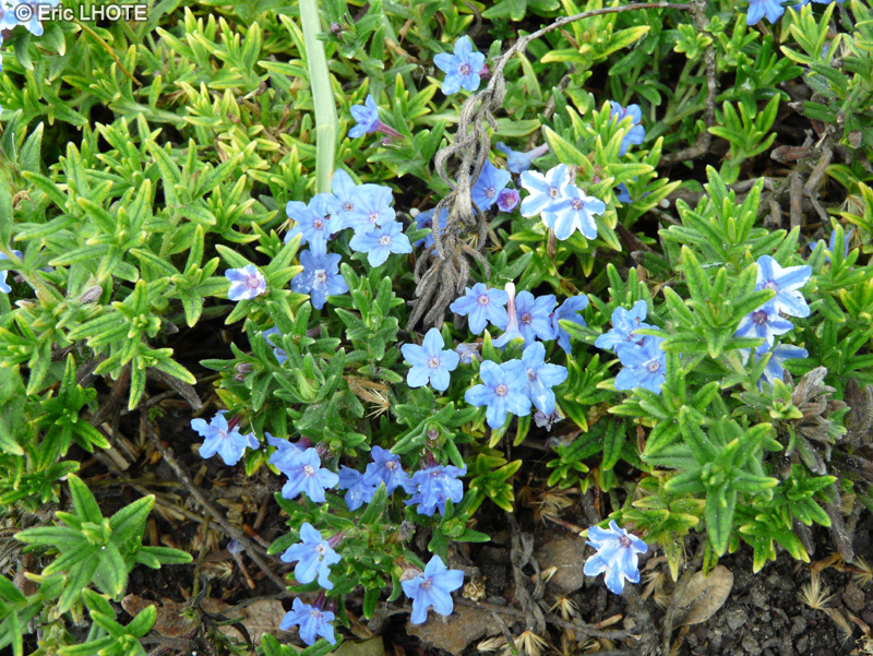 Boraginaceae - Lithodora diffusa Star - Grémil diffus, Lithodore diffus