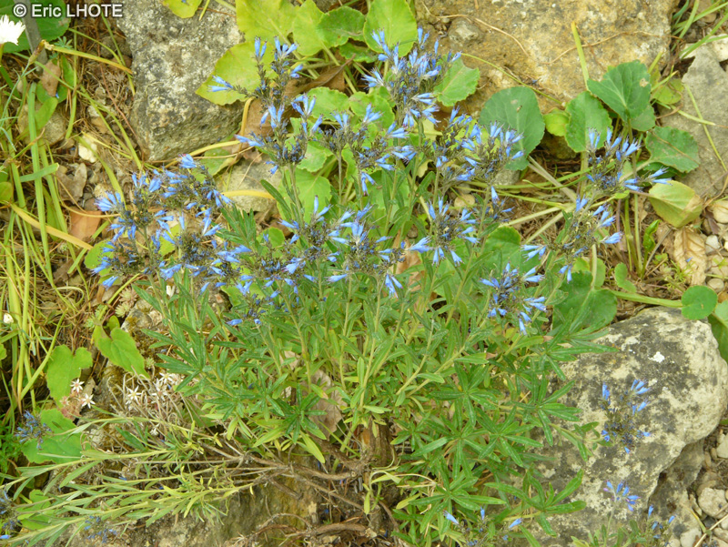 Boraginaceae - Moltkia petraea - Moltkia des rochers