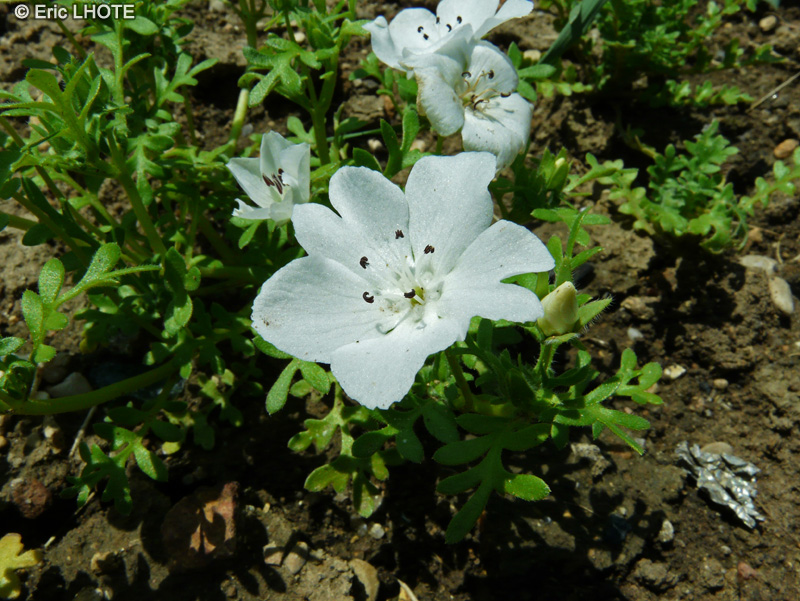 Boraginaceae - Nemophila phaceloides - Némophile