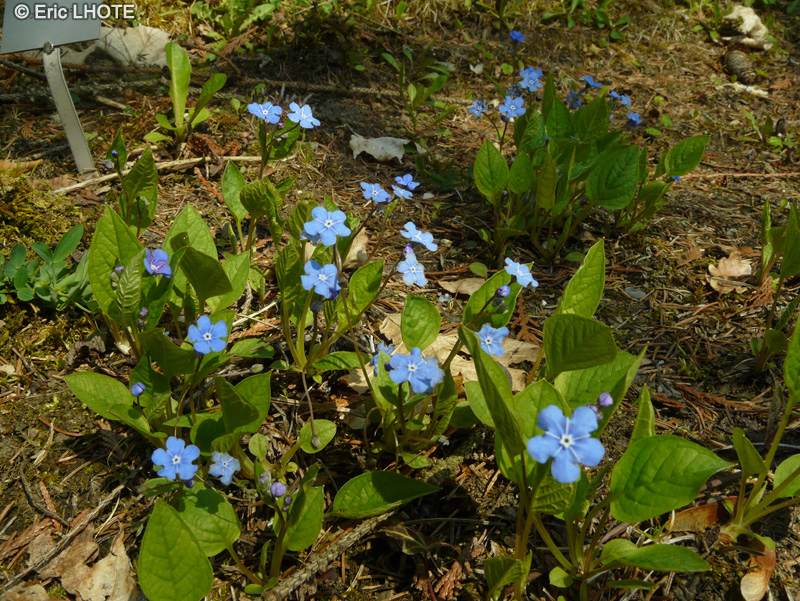 Boraginaceae - Omphalodes verna - Petite Bourrache