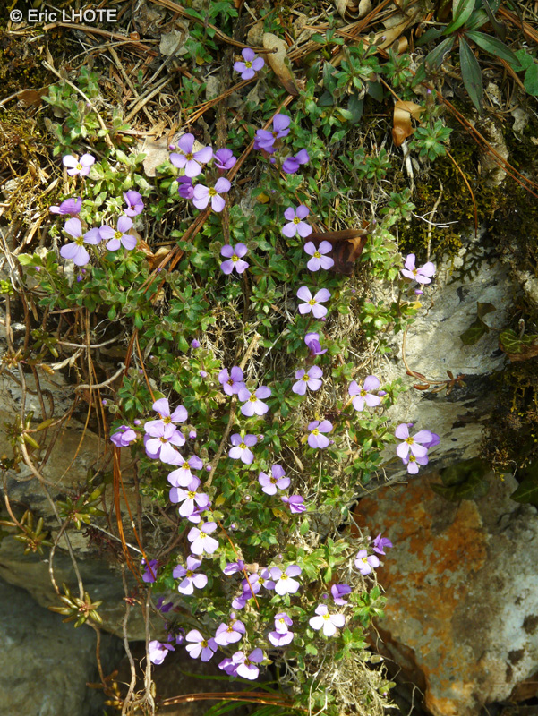 Brassicaceae - Aubrieta cilicica - Aubriète de Cilicie