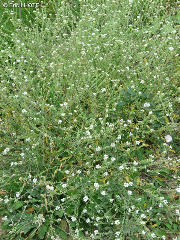 Brassicaceae - Berteroa incana - Alysson blanc, Bertéroa blanchâtre