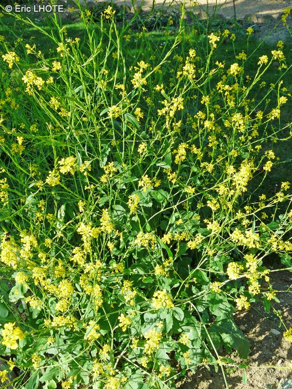 Brassicaceae - Brassica nigra - Moutarde noire, Sénevé noir