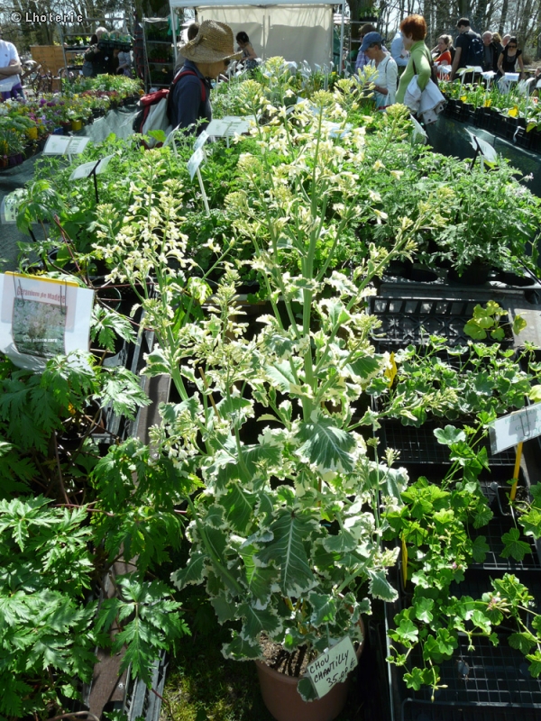 Brassicaceae - Brassica oleracea Chantilly - Choux Chantilly