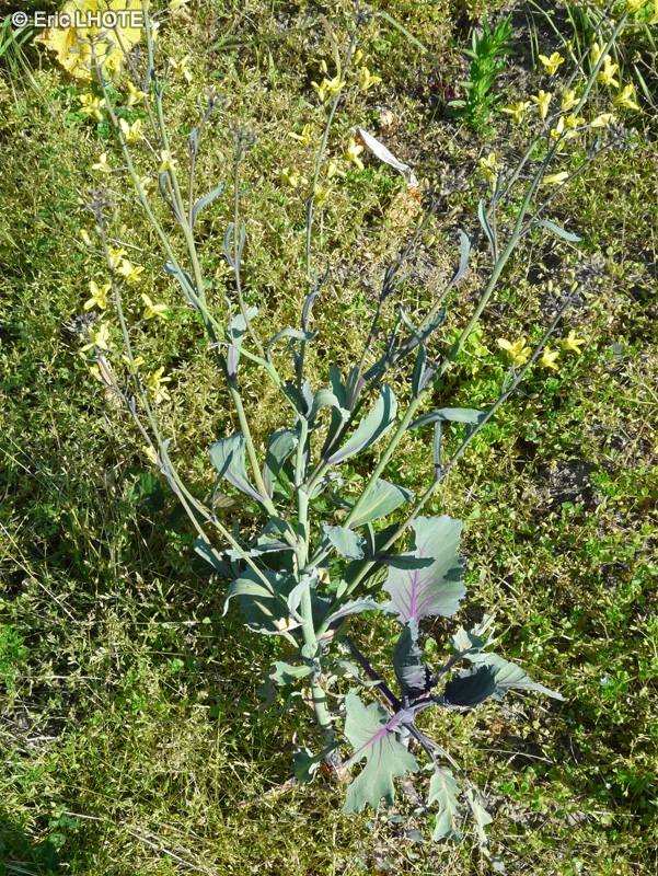  - Brassica oleracea var. capitata f. rubra - 