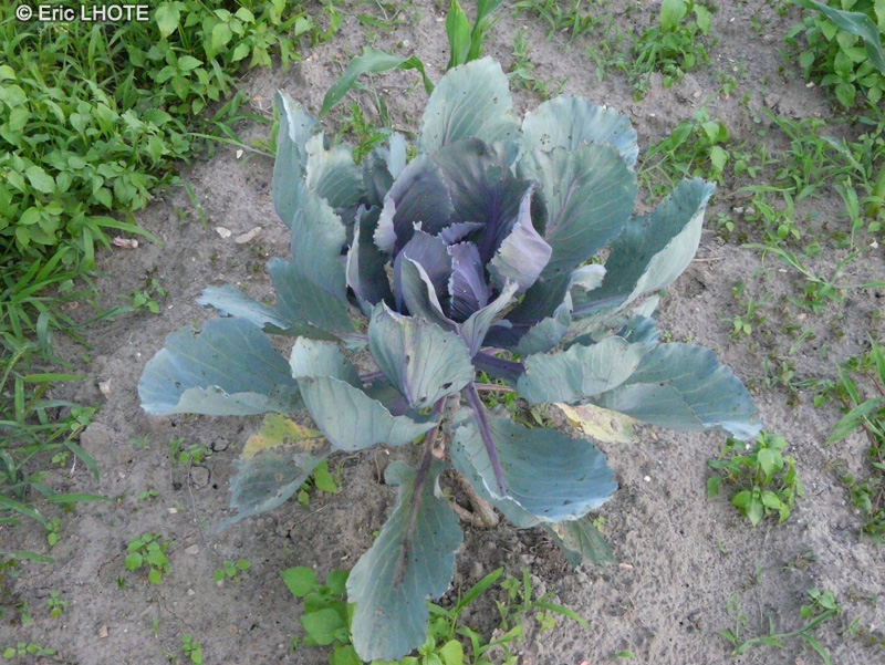  - Brassica oleracea var. capitata f. rubra - 