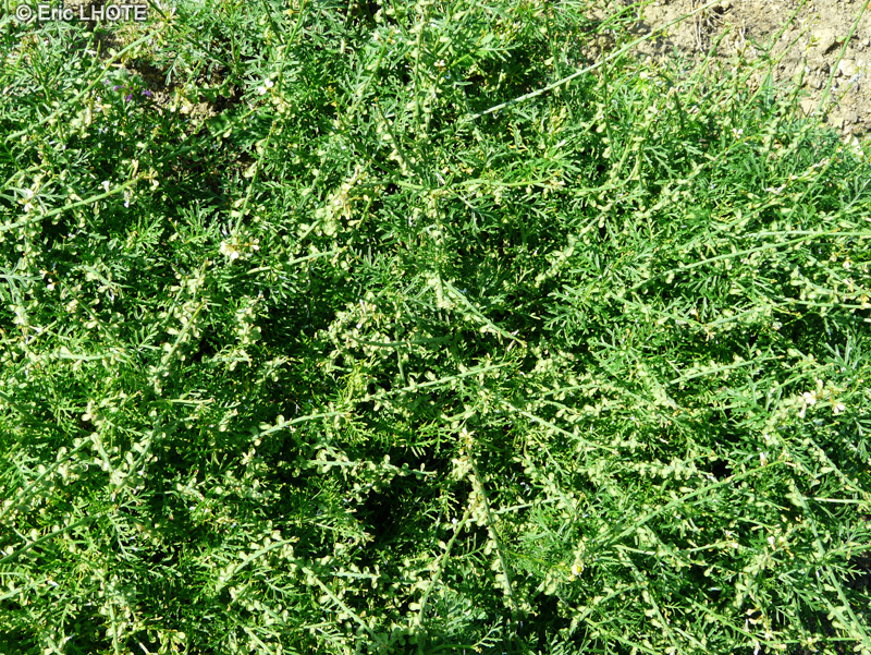 Brassicaceae - Carrichtera annua - Cress Rocket