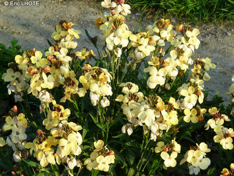 Brassicaceae - Cheiranthus Bedder Primerose - Giroflée jaune, Ravenelle, Carafée Ramoneur, Violier