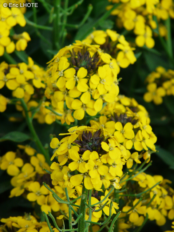 Brassicaceae - Cheiranthus Goldstar - Giroflée jaune