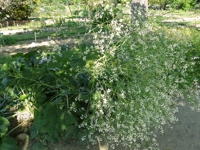 Brassicaceae - Crambe cordifolia - Crambe, Chou nuage blanc