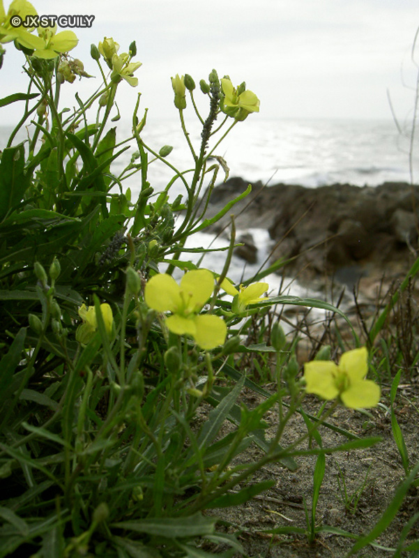 Brassicaceae - Diplotaxis tenuifolia - Roquette jaune, Roquette sauvage, Herbe puante