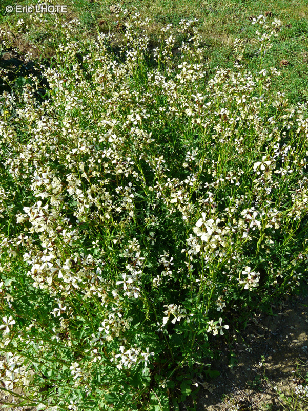 Brassicaceae - Eruca sativa - Roquette cultivée