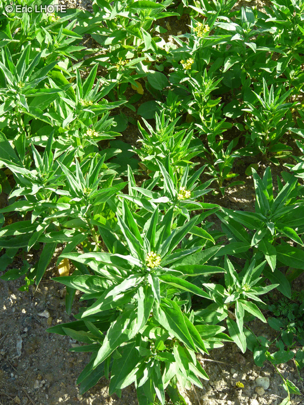 Brassicaceae - Erysimum cheiranthoides - Vélar fausse Giroflée