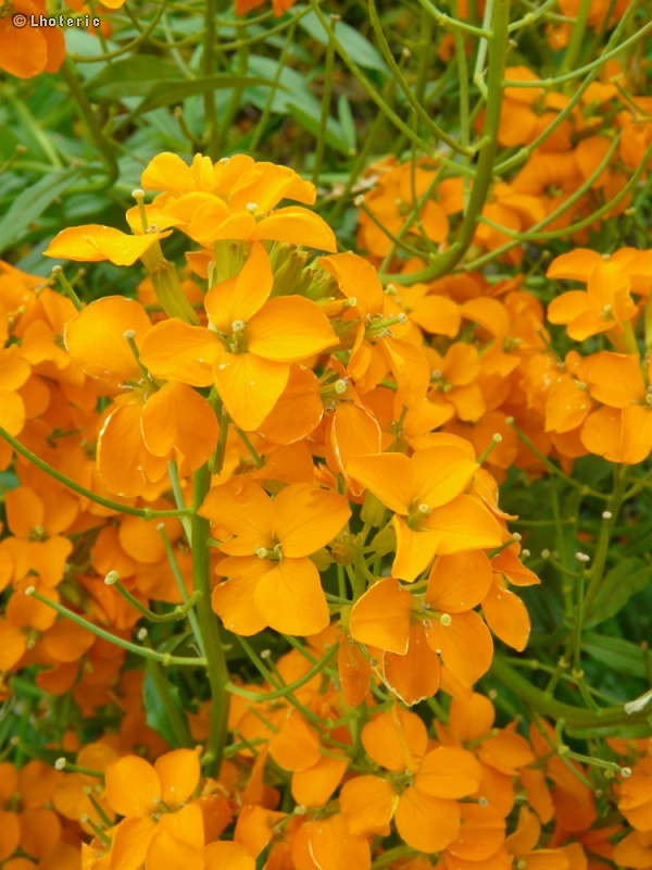 Brassicaceae - Erysimum x Allionii - Joyau orange