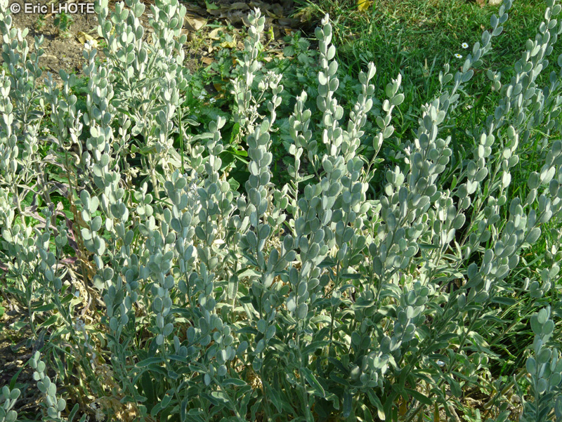 Brassicaceae - Fibigia clypeata - Herbe de Jérusalem, Herbe des Croisades