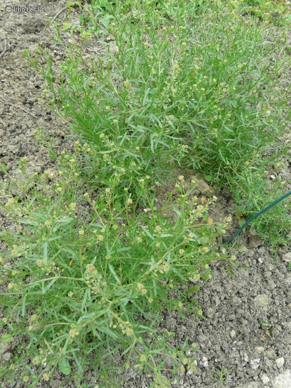 Brassicaceae - Lepidium ruderale - Passerage des décombres