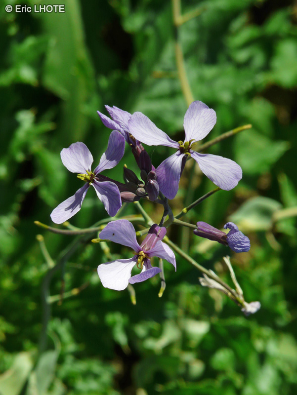 Brassicaceae - Moricandia arvensis - Choux des champs