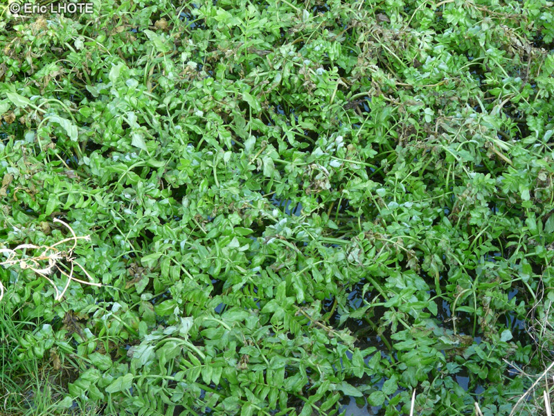 Brassicaceae - Nasturtium officinale - Cresson d’eau, Cresson de fontaine, Cresson de ruisseau, Grasson
