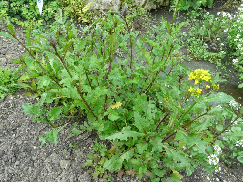 Brassicaceae - Rorripa amphibia - Rorripe amphibie