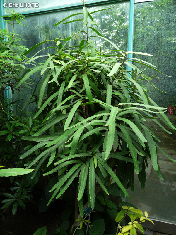 Celastraceae - Brexia spinosa - Brexia