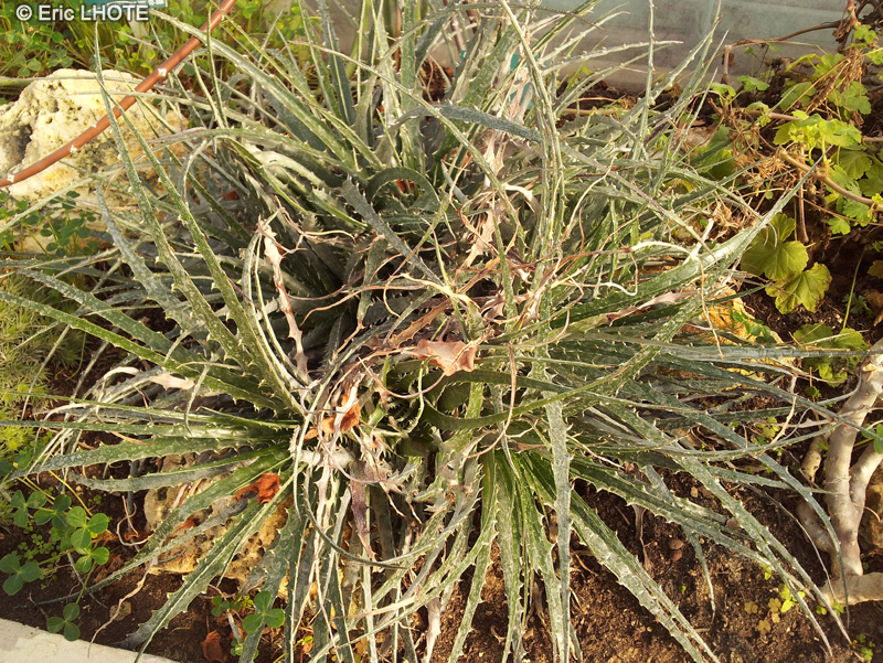 Bromeliaceae - Hechtia montana - Hechtie