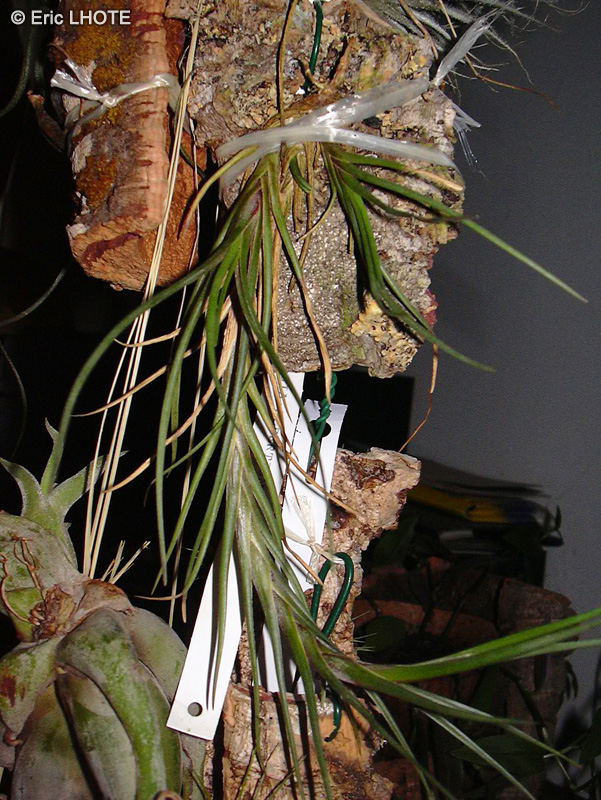 Bromeliaceae - Tillandsia albertiana - Filles de l’air