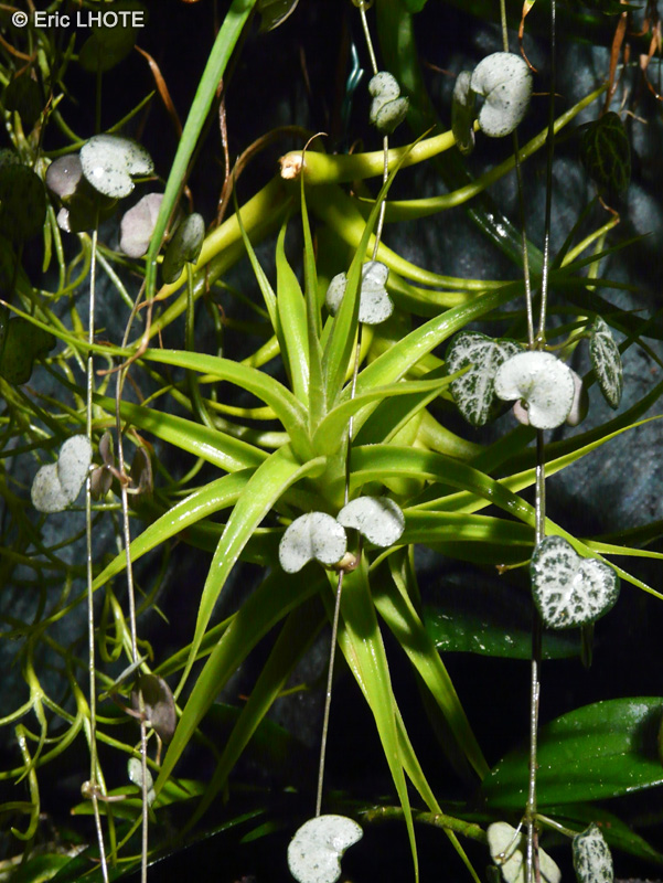 Bromeliaceae - Tillandsia albida - Filles de l’air
