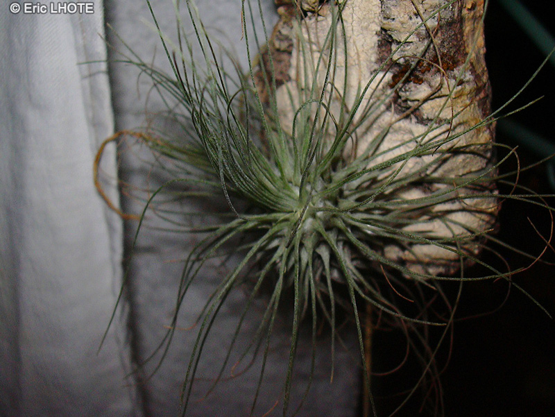 Bromeliaceae - Tillandsia argentea - Filles de l’air