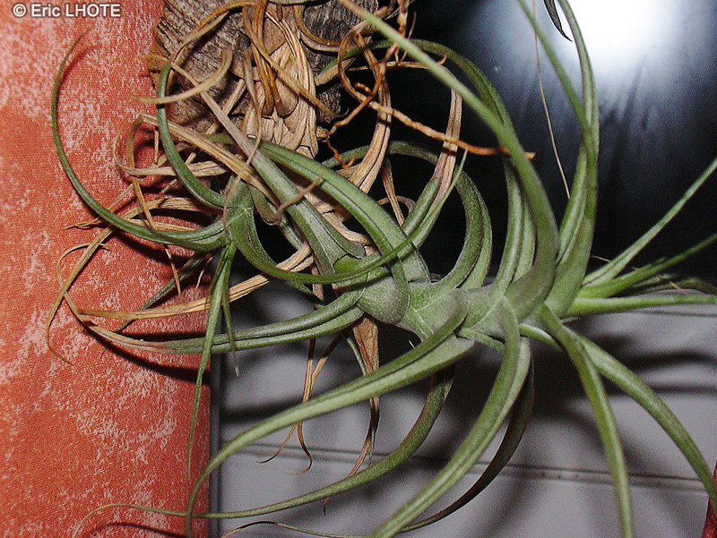 Bromeliaceae - Tillandsia bergerii - Filles de l’air