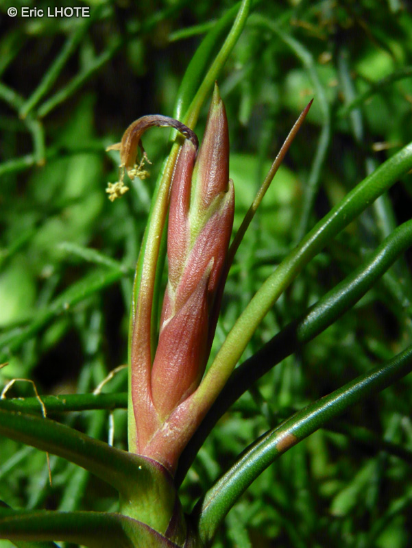 Bromeliaceae - Tillandsia bulbosa - Filles de l’air