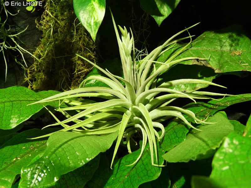 Bromeliaceae - Tillandsia didisticha - Filles de l’air