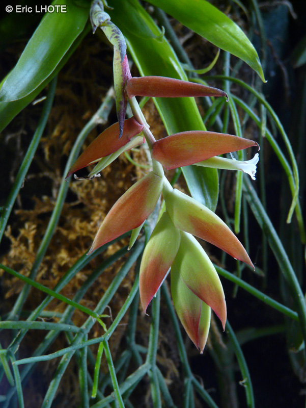 Bromeliaceae - Tillandsia dyeriana - Filles de l’air